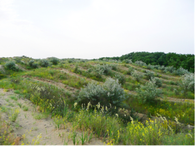 Заказник «Степан бугор» Заказник «Степан бугор».