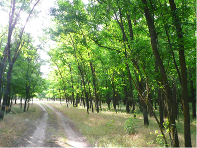 Заказник «Семенов курган» Заказник «Семенов курган».
